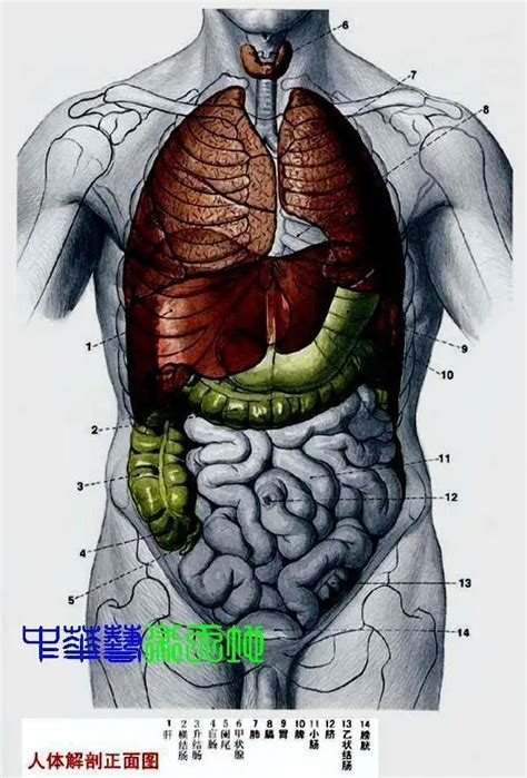 內臟有哪些|人体器官分布图